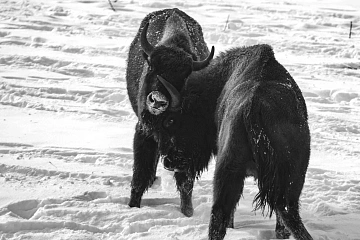 Обзор Pentax K-3 MkIII Monochrome от Арсена Алабердова — фото 6