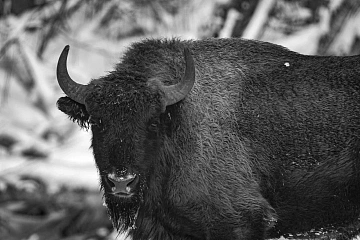 Обзор Pentax K-3 MkIII Monochrome от Арсена Алабердова — фото 7