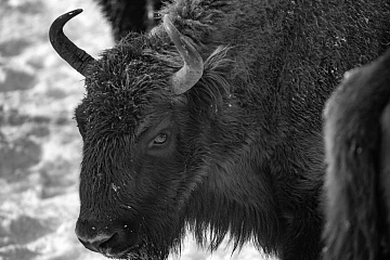 Обзор Pentax K-3 MkIII Monochrome от Арсена Алабердова — фото 9
