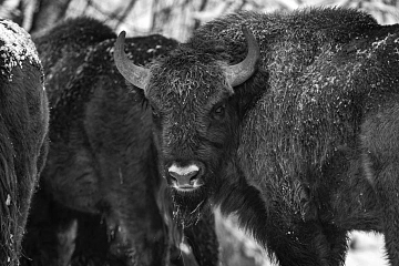 Обзор Pentax K-3 MkIII Monochrome от Арсена Алабердова — фото 4
