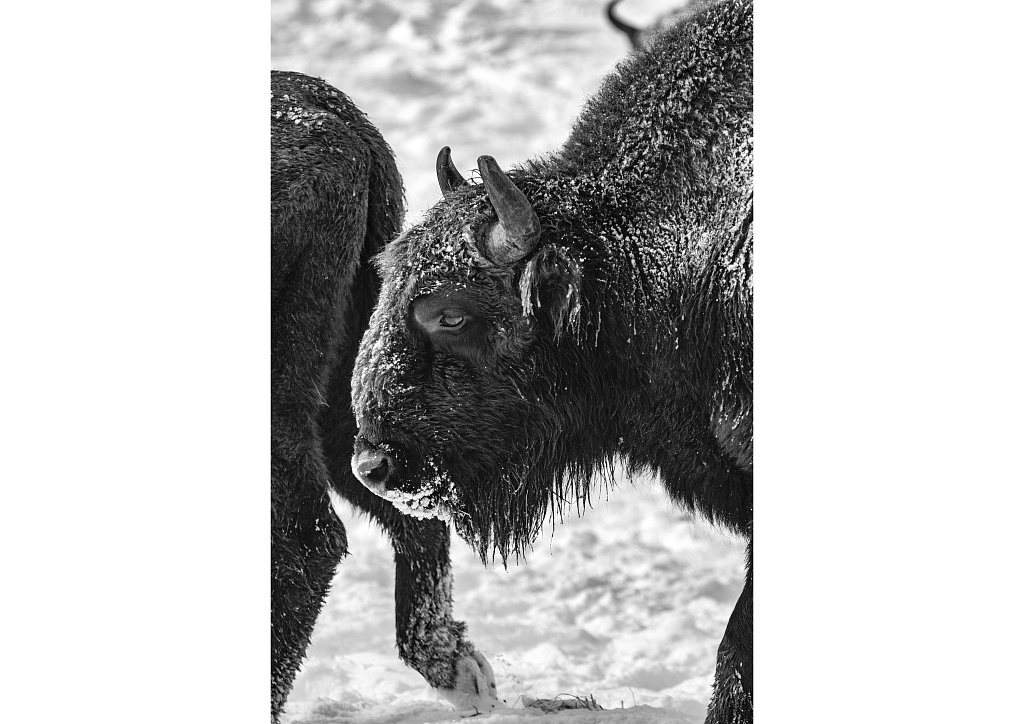 Фото: Арсен Алабердов. Камера: Pentax K-3 lll Monochrome
