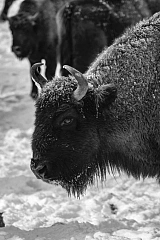Обзор Pentax K-3 MkIII Monochrome от Арсена Алабердова — фото 3