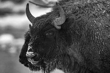 Обзор Pentax K-3 MkIII Monochrome от Арсена Алабердова — фото 5