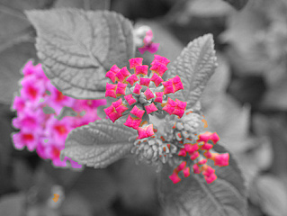 Extract Color