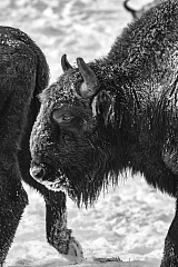 Обзор Pentax K-3 MkIII Monochrome от Арсена Алабердова — фото 8